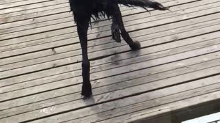 Black dog runs on dock and jumps in the water