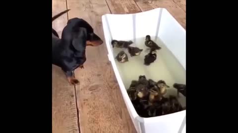 Dog playing the cute ducklings