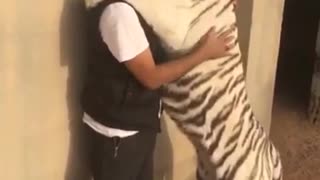 Tigre blanco besa y abraza a su cuidador