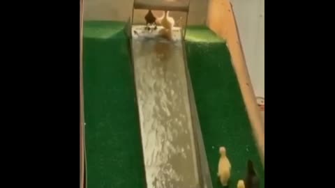 ducklings playing on the slide