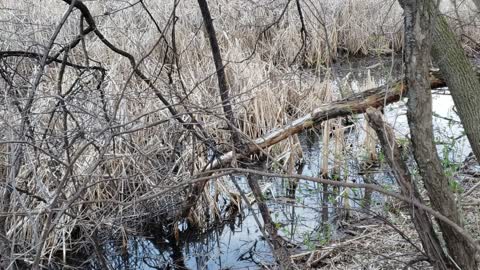 Ducks in a row...