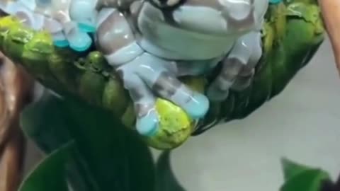 Never seen before Poisonous milky frog