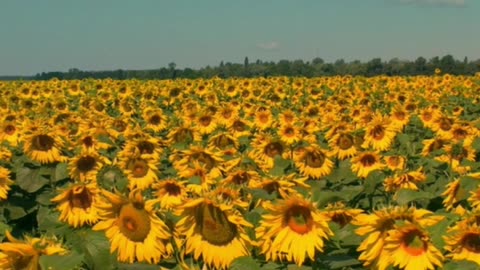 Gigantic field of sunflowers on a sunny day🌻🥀