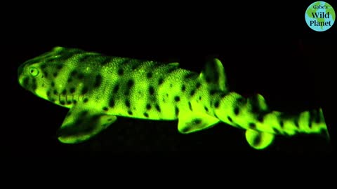 Swell Shark: It can swell up like a balloon