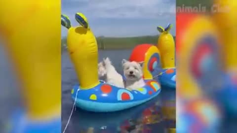 Funny Animal Videos 2022 😂 - Funniest Cats And Dogs Videos 😺😍