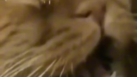 funny animal video ( part:8) funny video. funny cat and dog video.
