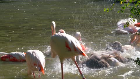 A talented Photographer Who Filmed A Group Of Flamingos Having Fun At Water