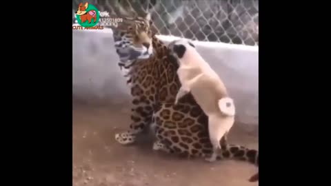 Funny animal although