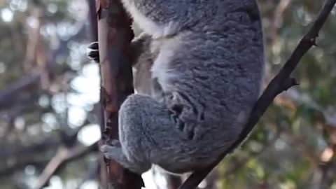 Koala world