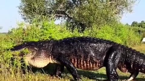 Hiking Surprise: Man Spots Massive Alligator on Trail 🌿🚶‍♂️🐊😲