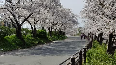 Sakura blossom in japan