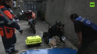 Veterinary paramedic rescues animals in Mexico