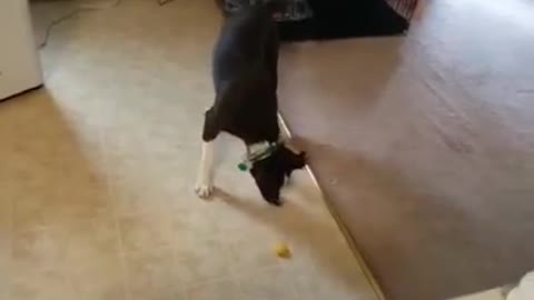 Milo vs a Lemon