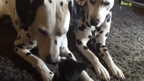 Adorable foster kitten plays with two Dalmatians