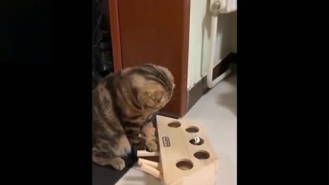 Cat Got Shocked While Hitting in a Cardboard With Holes