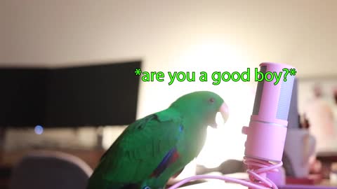 Bird Whispers Into Microphone for 5 Minutes Straight (to cure your sadness) *with subtitles*l.