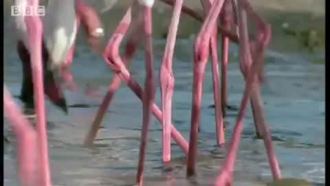 Flamingo Attacked by Fish Eagle! | Massive Nature | BBC Earth