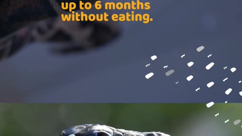 Animals Which Can Survive The Longest Without Food