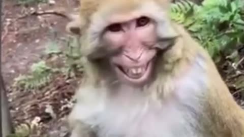 smirking monkey