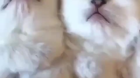 Try not say WOW to those adorable kitten