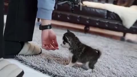 Tiny Husky Puppy ''Real''' (Video used by scammers to sell lookalike toys!)