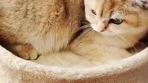 Funny cat videos - Cute cat videos - Cute animals - funny cats