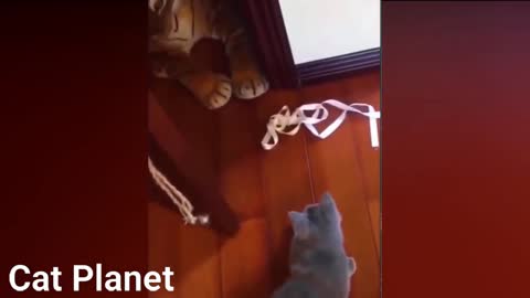 Funny Cats Video Compilation 2021 The best compilation cats