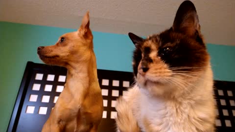 Chiweenie Dog and Snowshoe Cat