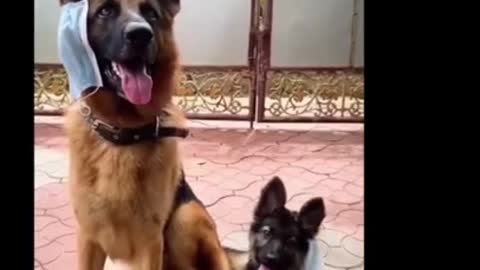 Cute German Shepherd Head Tilting | Dog's head tilting Video