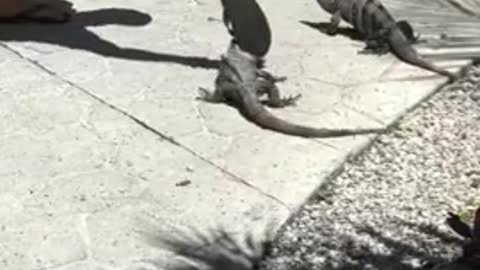 Angry iguana takes off with this person's sandal