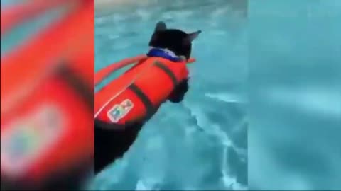 Funny incident of cat learning to swim with master