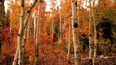 Nature Drone shots Video