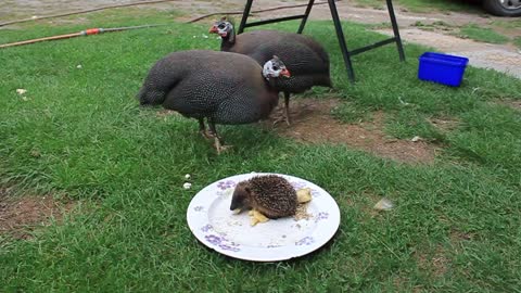 Guinea Fowls join baby hedgehog for lunchtime