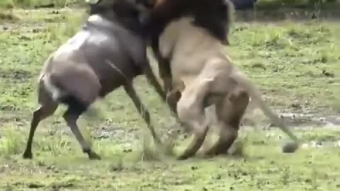 A lion intercept passing the wildebeest group, is too much