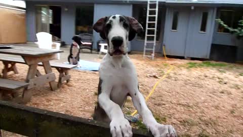 Gunner the Leaping Great Dane Puppy
