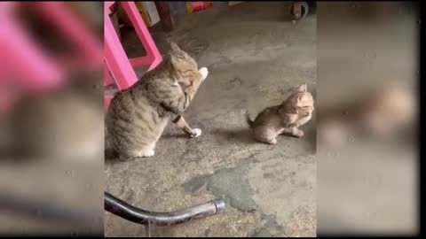 FUNNY CAT - Little Kitten Adventures - CATS will make you LAUGH, Cute and Funny Cat Videos