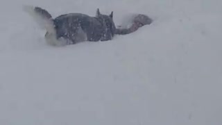 Husky Knows Exactly What To Do When Owner Falls Down During Blizzard