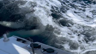 Orca Breaches Behind Boat