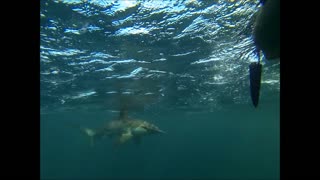 Hammerhead Shark Stalks Kayakers - Pushin' Water Kayak Charters