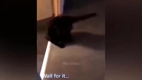 Funny cat