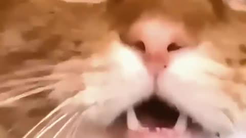 Funny behavior of orange cat