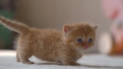 Two kittens are playing