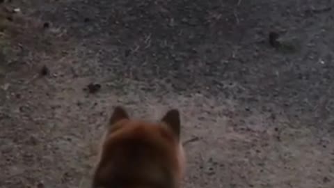 When a puppy sees a police dog, it also thinks the police are coming