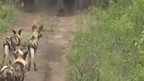 SHORTS Now playing so many elephants attacked on wild dogs #short #animal #shortvideo