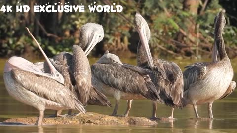 Animals of the world 4k video 4k HD Exclusive World Film With Calming Music.#4k#Animals#4kvideos