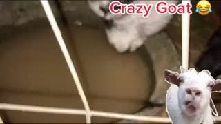 Crazy Goat 😂