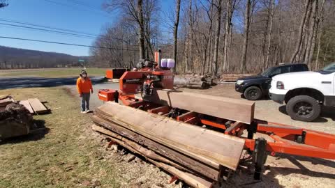 BLACK WALNUT BEAUTY on the sawmill