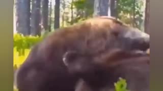 Bear Brawl