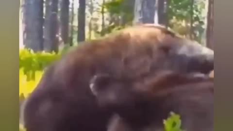 Bear Brawl