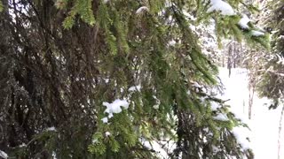 A Man Tries To Catch A Capercaillie Buried In The Snow